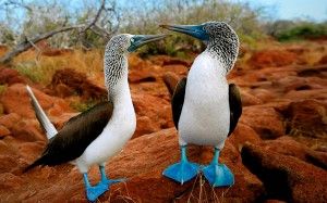 Galapagos